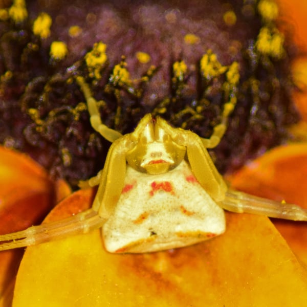 Thomisus onustus