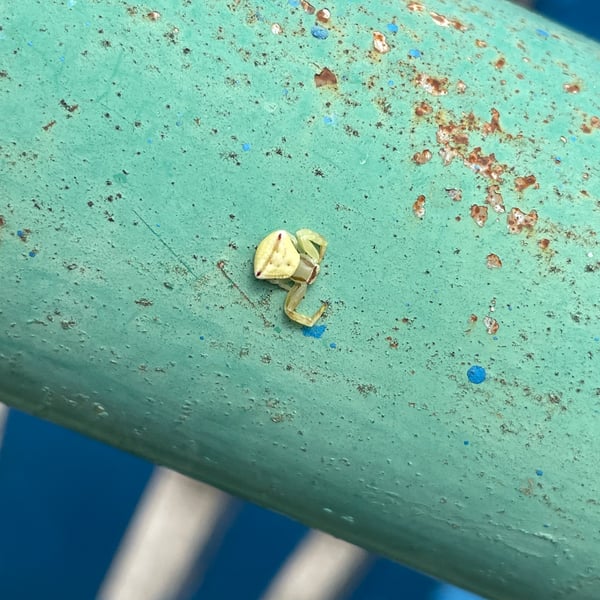 Thomisus labefactus