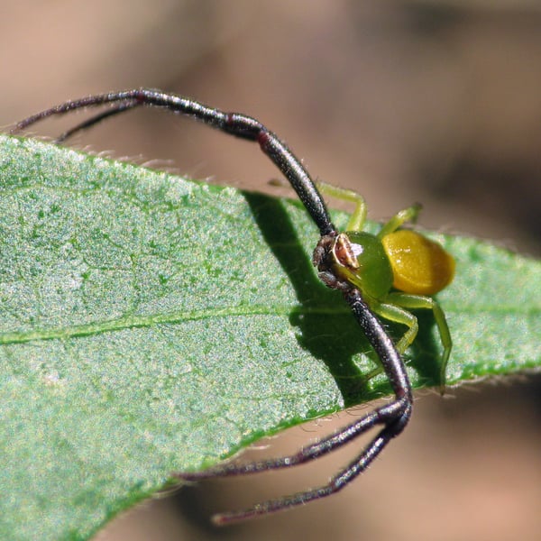 Misumenoides formosipes