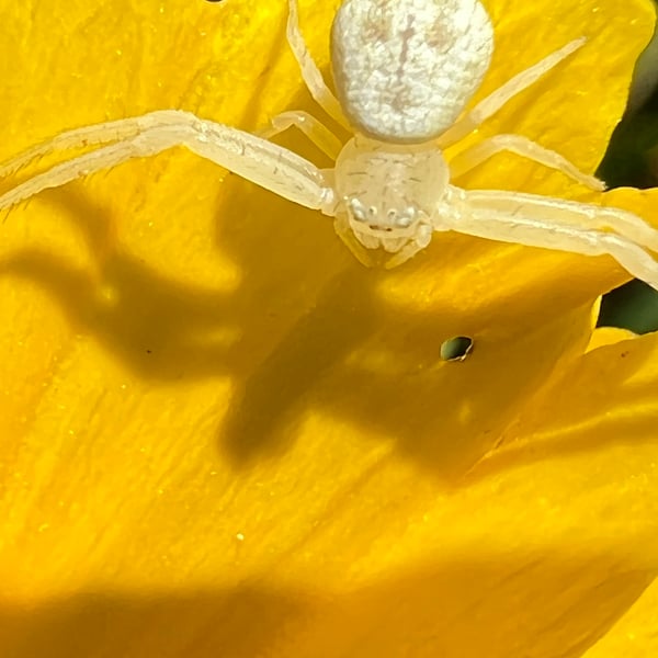 Mecaphesa asperata