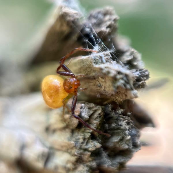 Synema parvulum