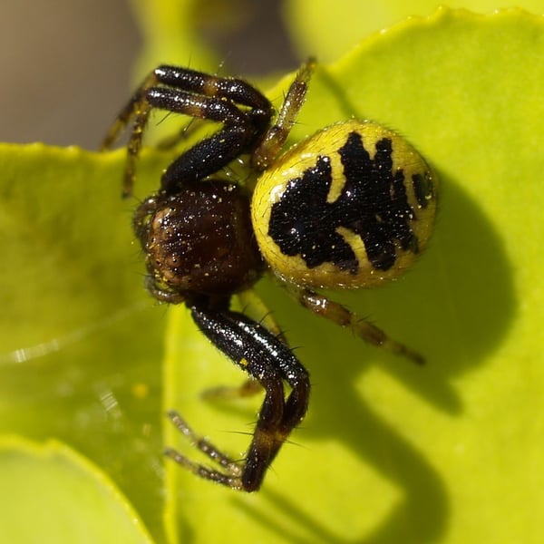 Synema globosum