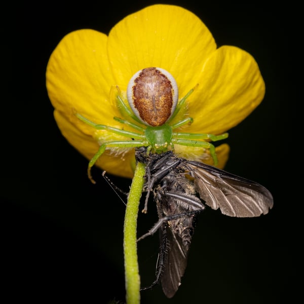 Diaea dorsata
