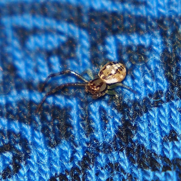 Diaea ambara