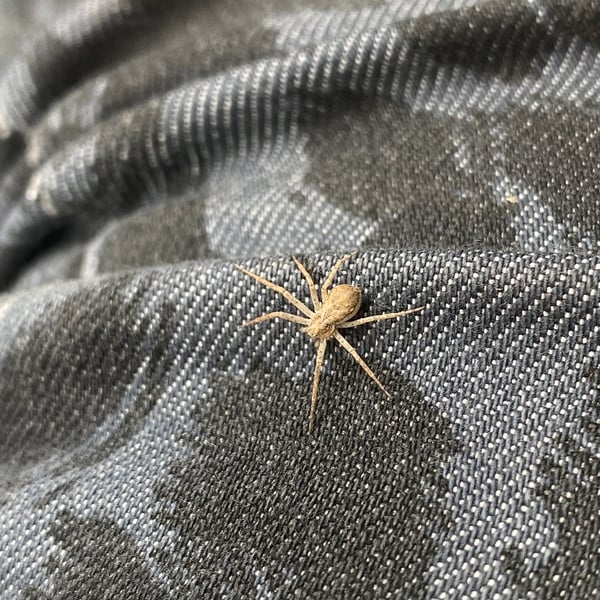 Philodromidae