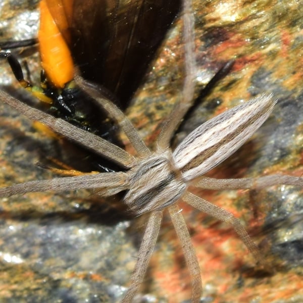 Tibellus oblongus