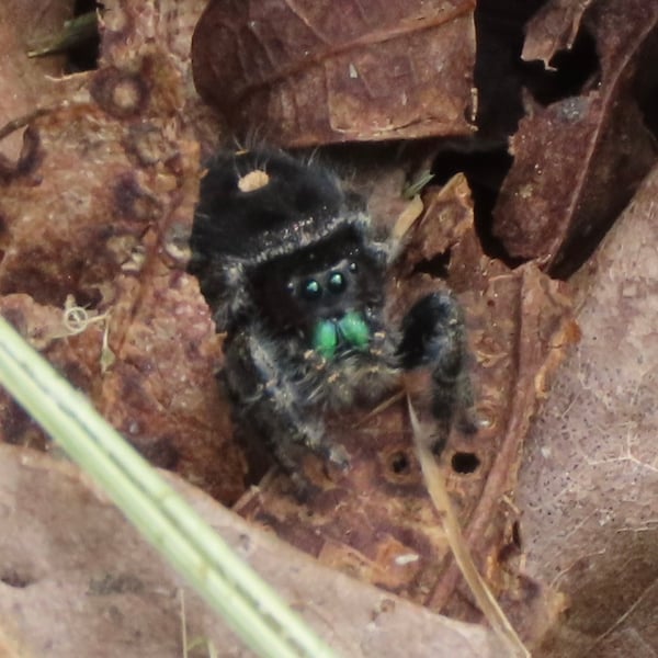 Phidippus