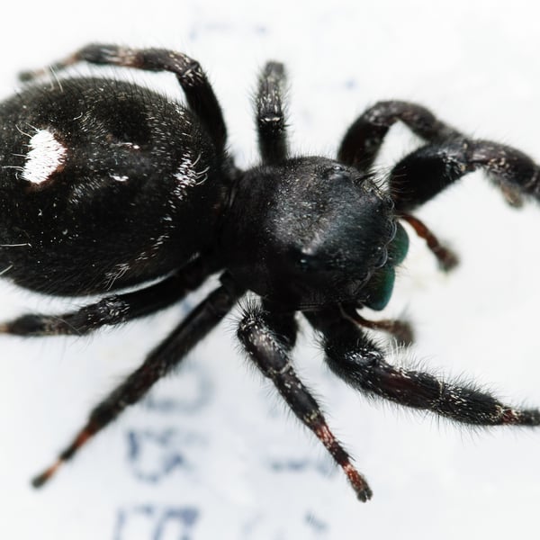 Phidippus audax