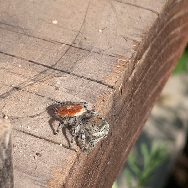 Phidippus adumbratus