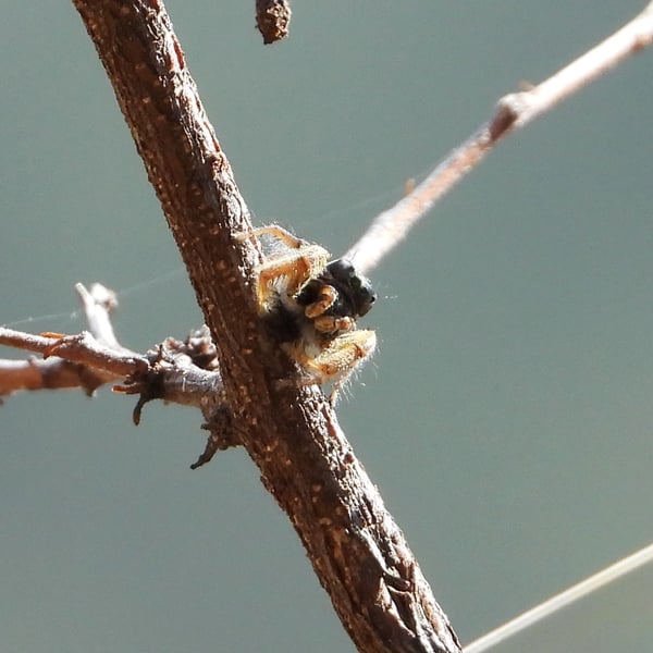 Phidippus arizonensis