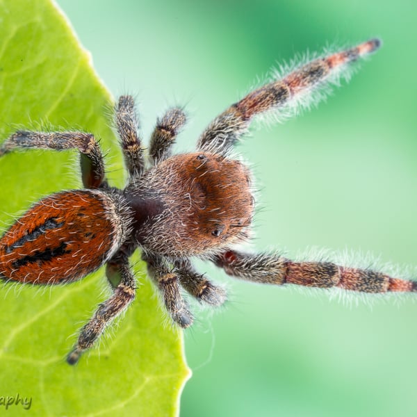 Phidippus clarus