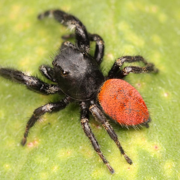 Phidippus johnsoni