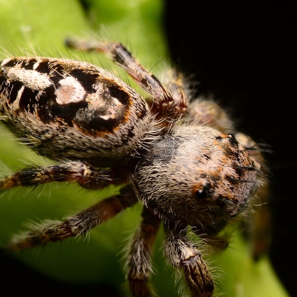 Phidippus putnami