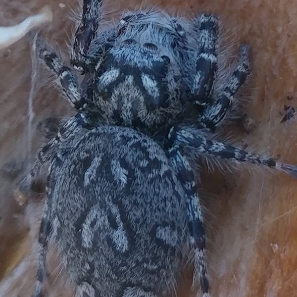 Phidippus mystaceus