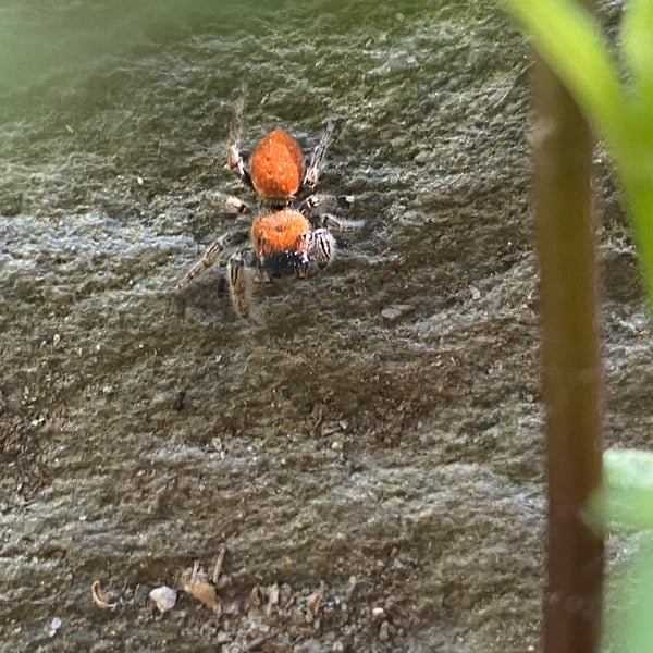 Phidippus whitmani