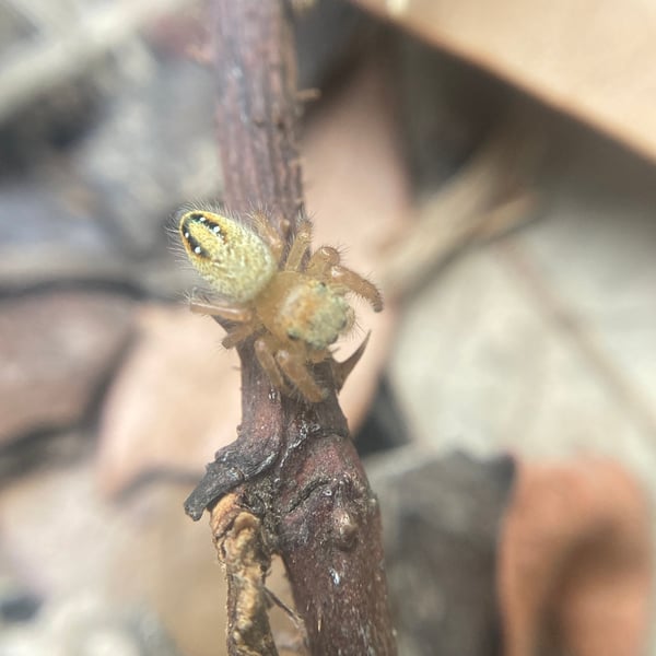 Phidippus cardinalis