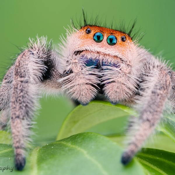 Phidippus regius