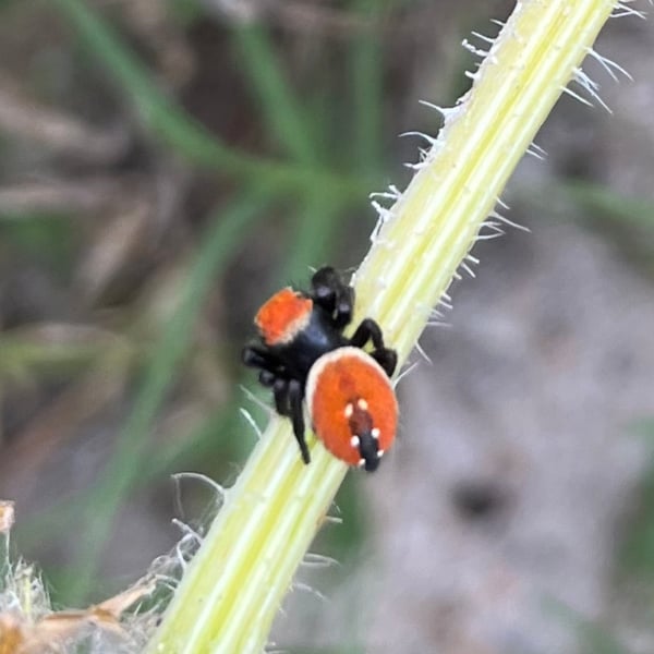 Phidippus apacheanus