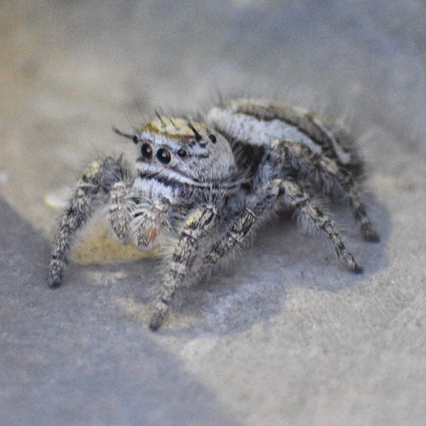 Phidippus carolinensis