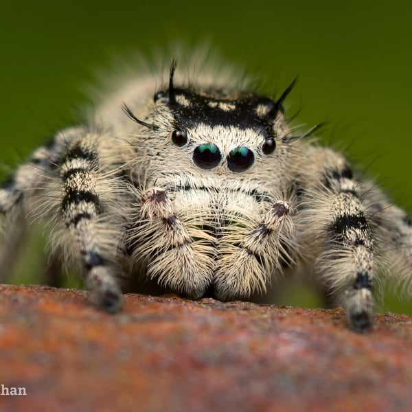 Phidippus otiosus