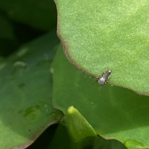 Tutelina elegans