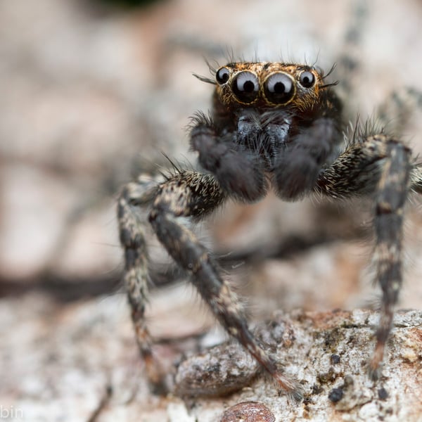 Platycryptus californicus