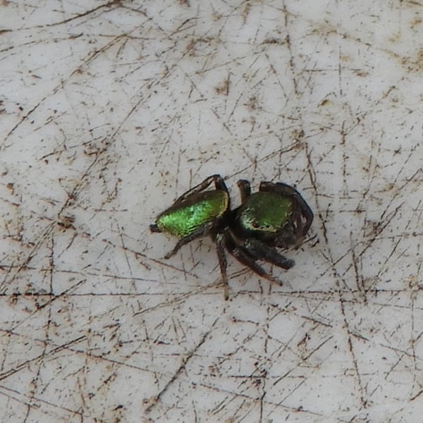 Messua limbata