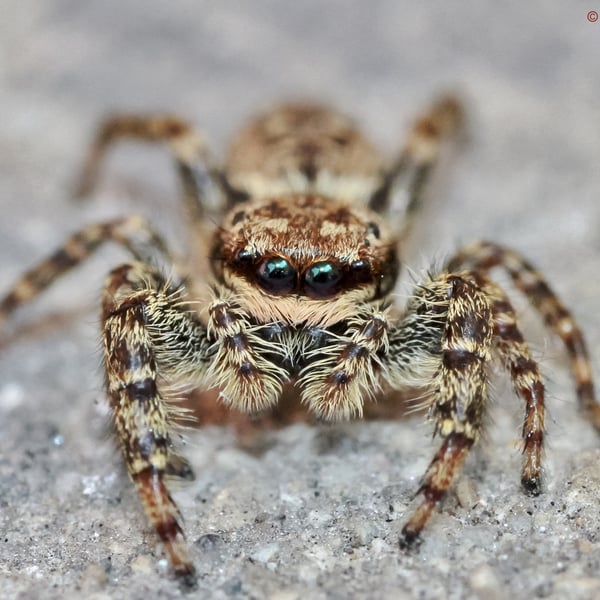 Marpissa muscosa
