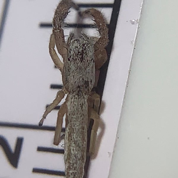 Marpissa pikei