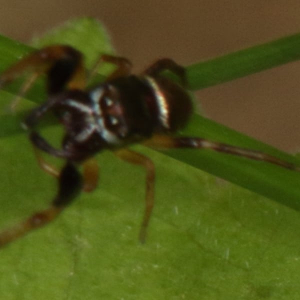 Zygoballus