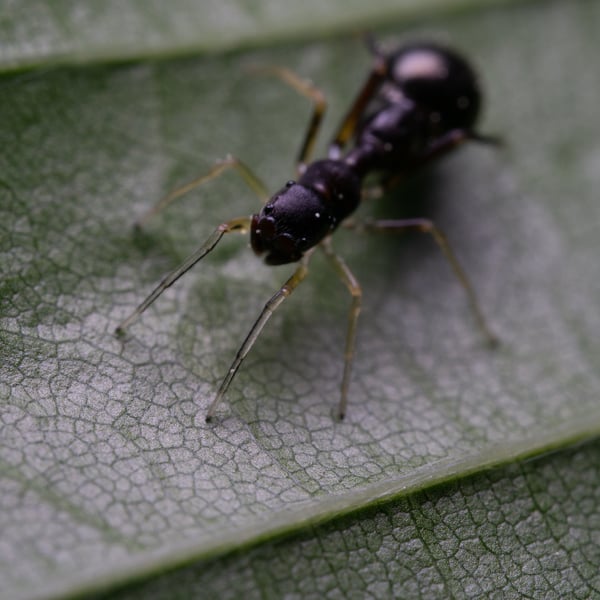 Synemosyna formica