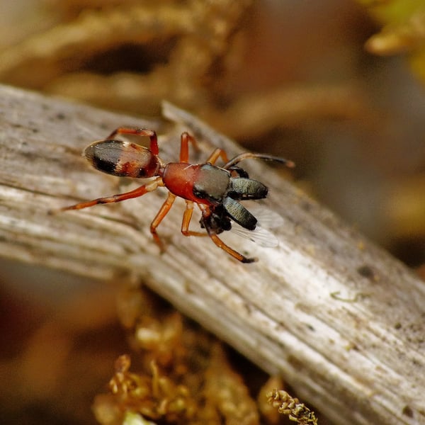 Myrmarachne formicaria