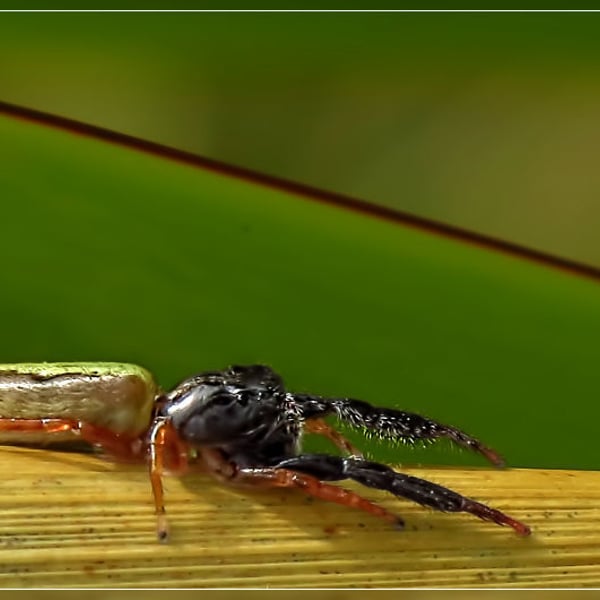 Trite planiceps