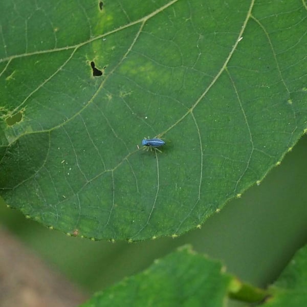 Phintella