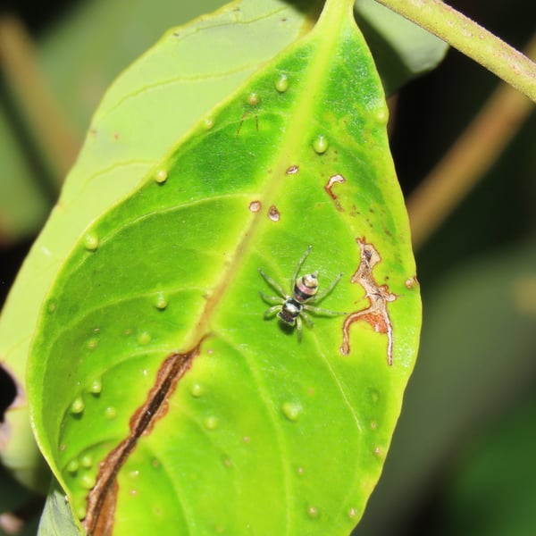 Phintella vittata