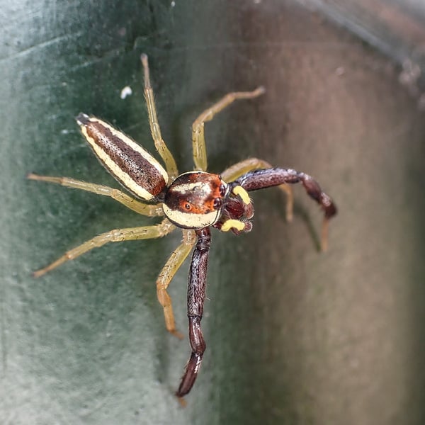 Epocilla