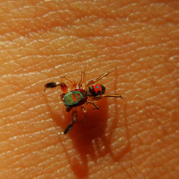 Siler semiglaucus