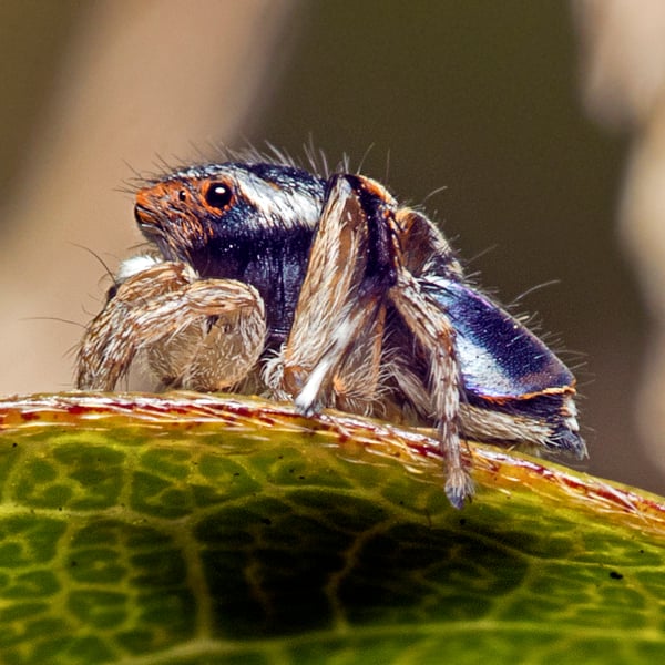 Maratus