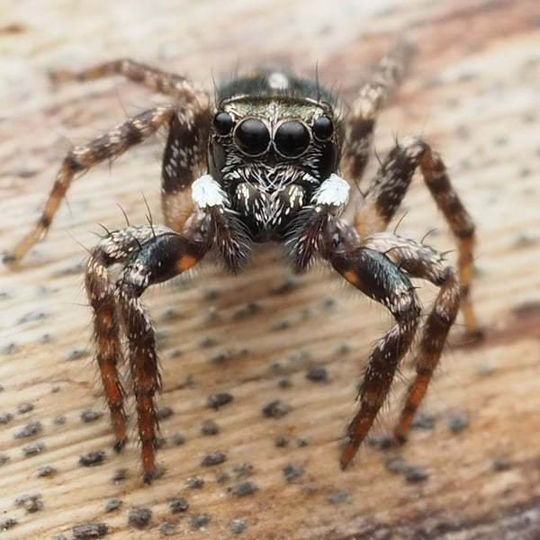Anasaitis canosa
