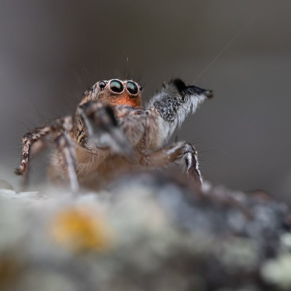 Habronattus