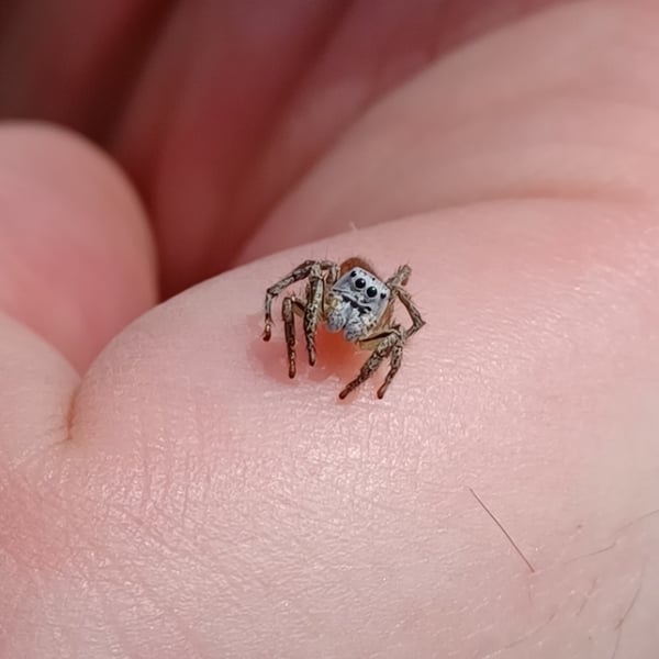 Habronattus decorus