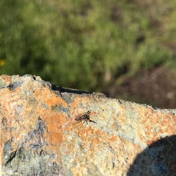 Habronattus coecatus