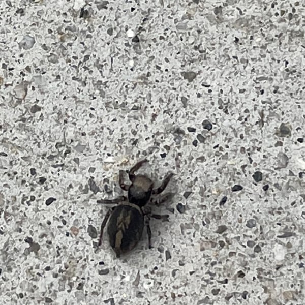 Habronattus pyrrithrix