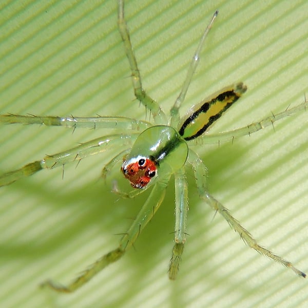 Lyssomanes viridis