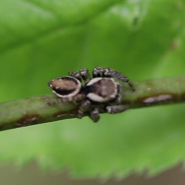 Evarcha