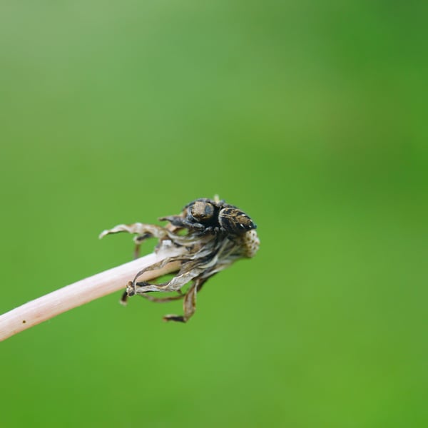 Evarcha arcuata