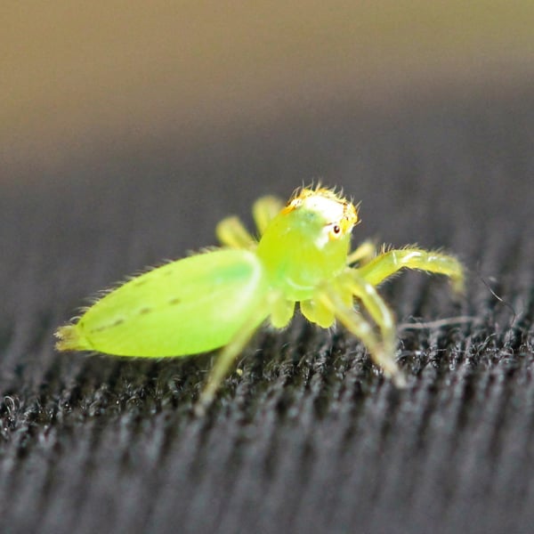 Mopsus