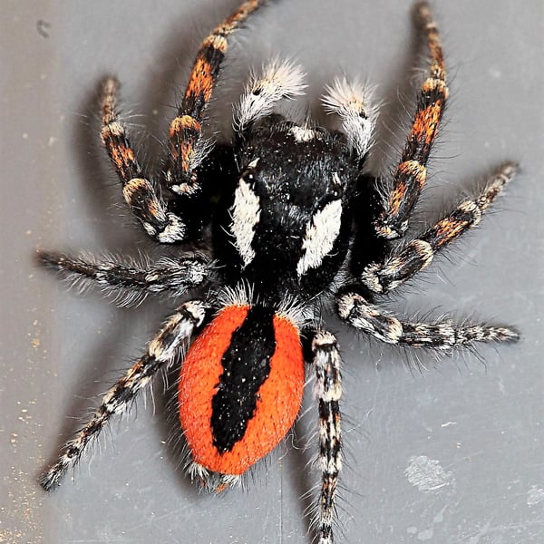 Philaeus chrysops