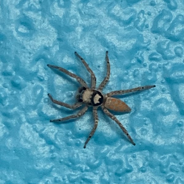 Paramaevia poultoni