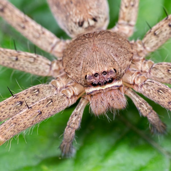 Heteropoda venatoria